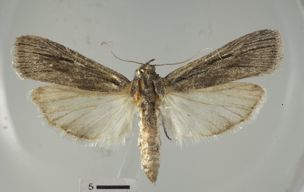 Cahela ponderosella Cahela ponderosella