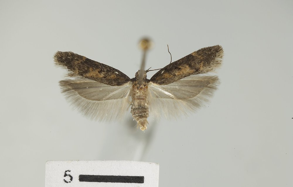 Chionodes thoraceochrella Chionodes thoraceochrella