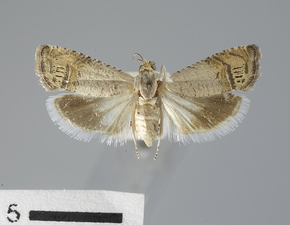 Ofatulena luminosa Ofatulena luminosa