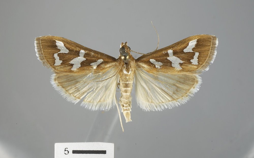 Diastictis fracturalis Diastictis fracturalis
