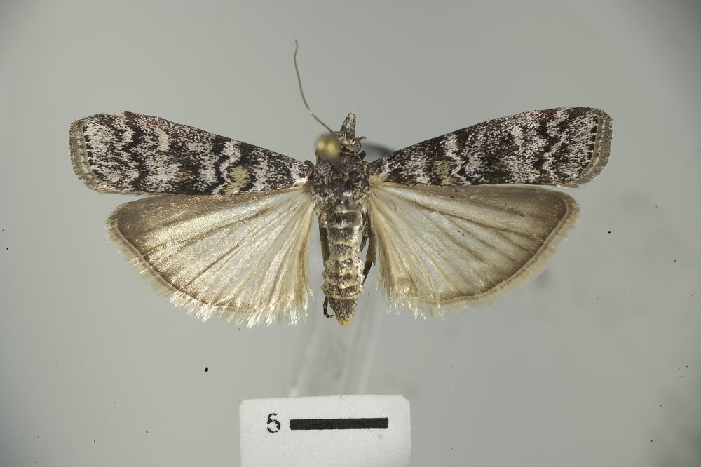 Dioryctria abietivorella Dioryctria abietivorella