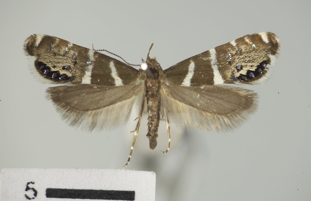 Glyphipterix bifasciata Glyphipterix bifasciata