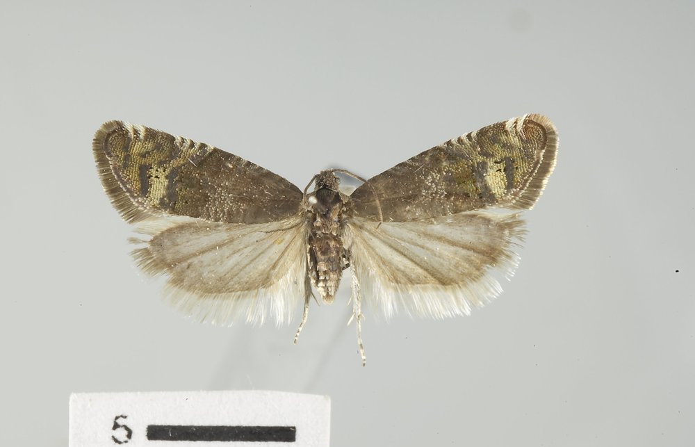 Grapholita caeruleana Grapholita caeruleana