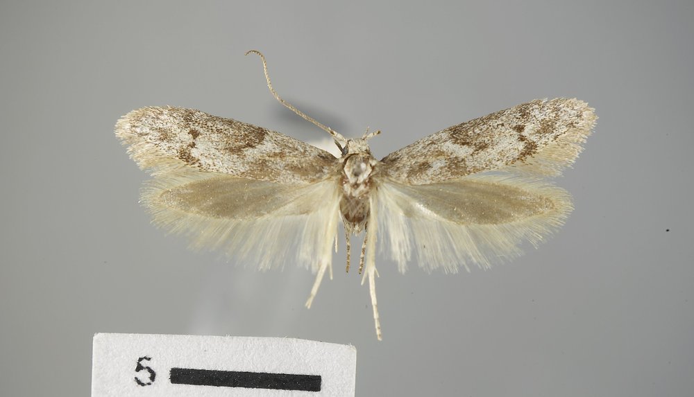 Holcocera iceryaeella Holcocera iceryaeella