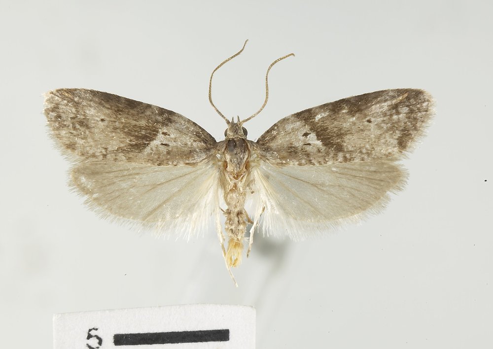 Lotisma trigonana Lotisma trigonana