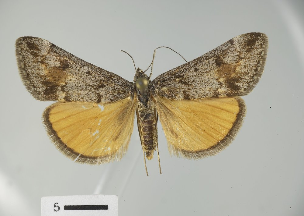 Loxostege annaphilalis Loxostege annaphilalis