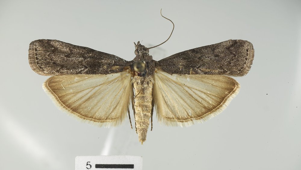 Phobus funerella Phobus funerella