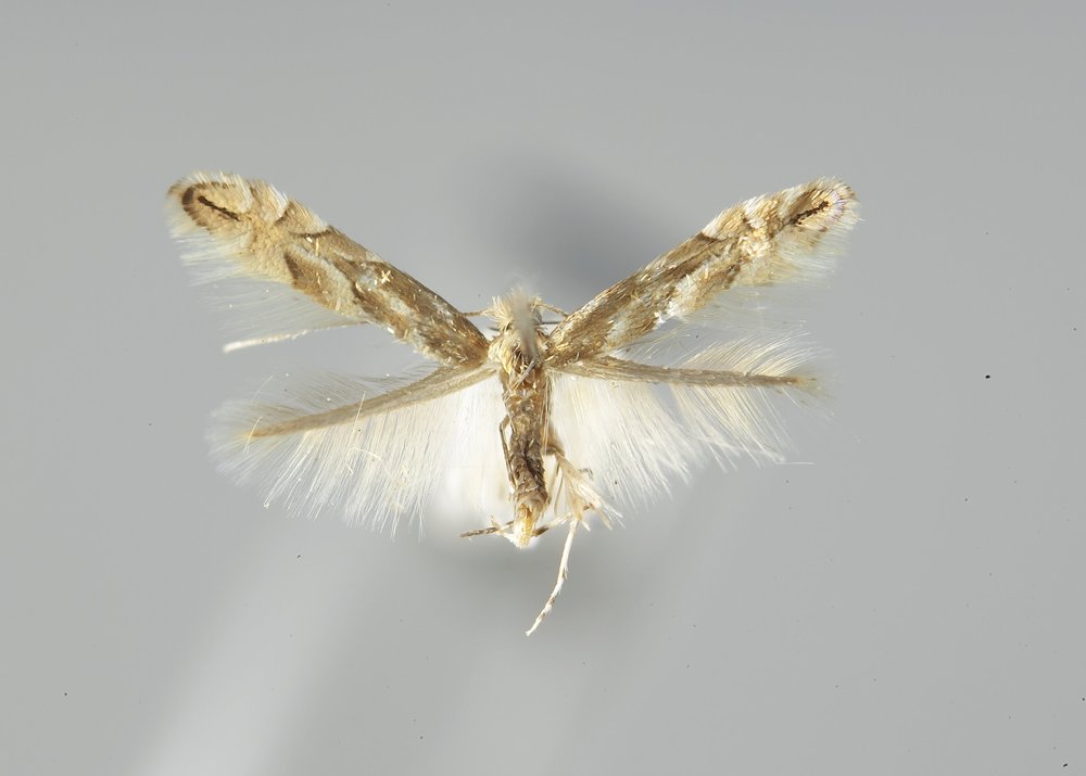 Phyllonorycter antiochella Phyllonorycter antiochella