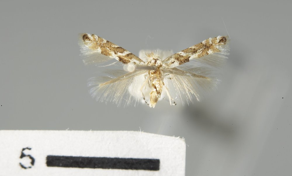 Phyllonorycter salicifoliella Phyllonorycter salicifoliella
