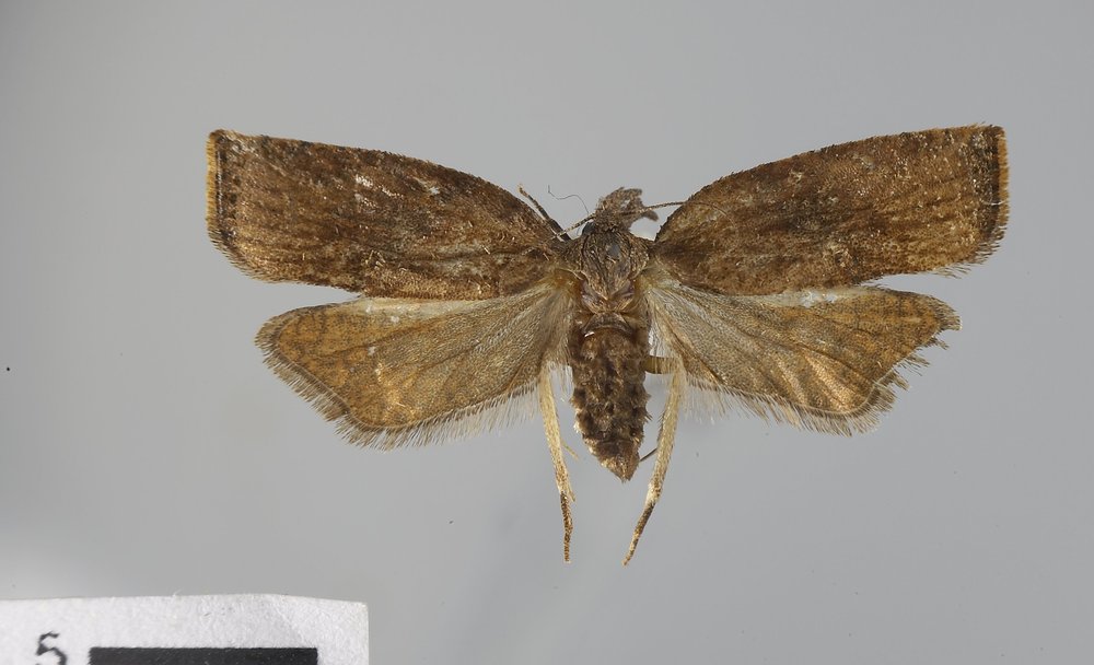 Platynota stultana Platynota stultana