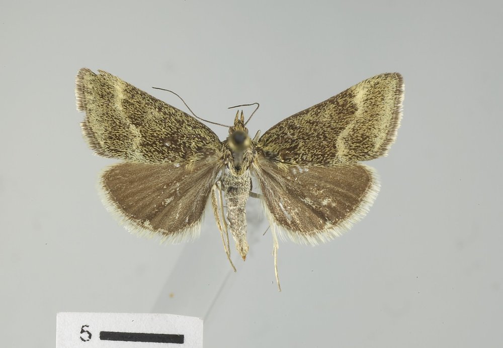 Pyrausta unifascialis Pyrausta unifascialis