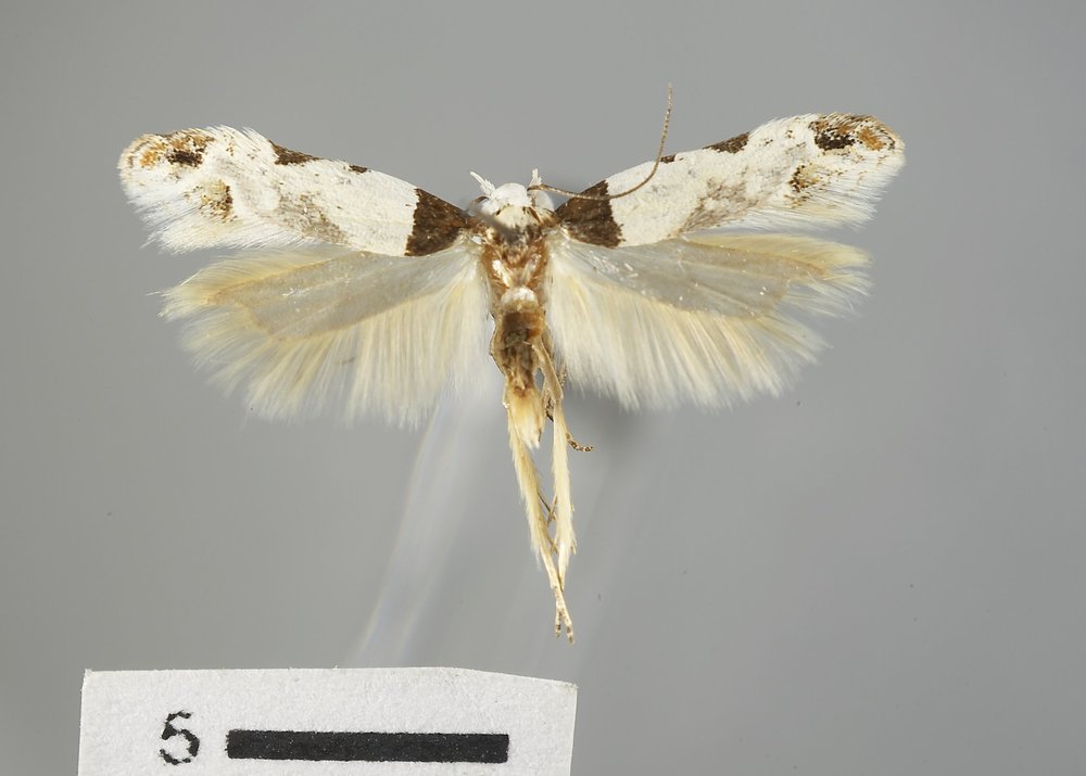 Rifseria fuscotaeniaella Rifseria fuscotaeniaella