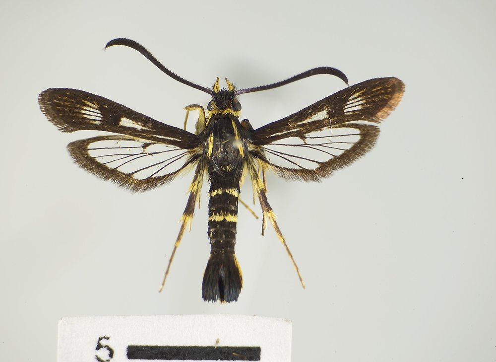 Synanthedon bibionipennis Synanthedon bibionipennis