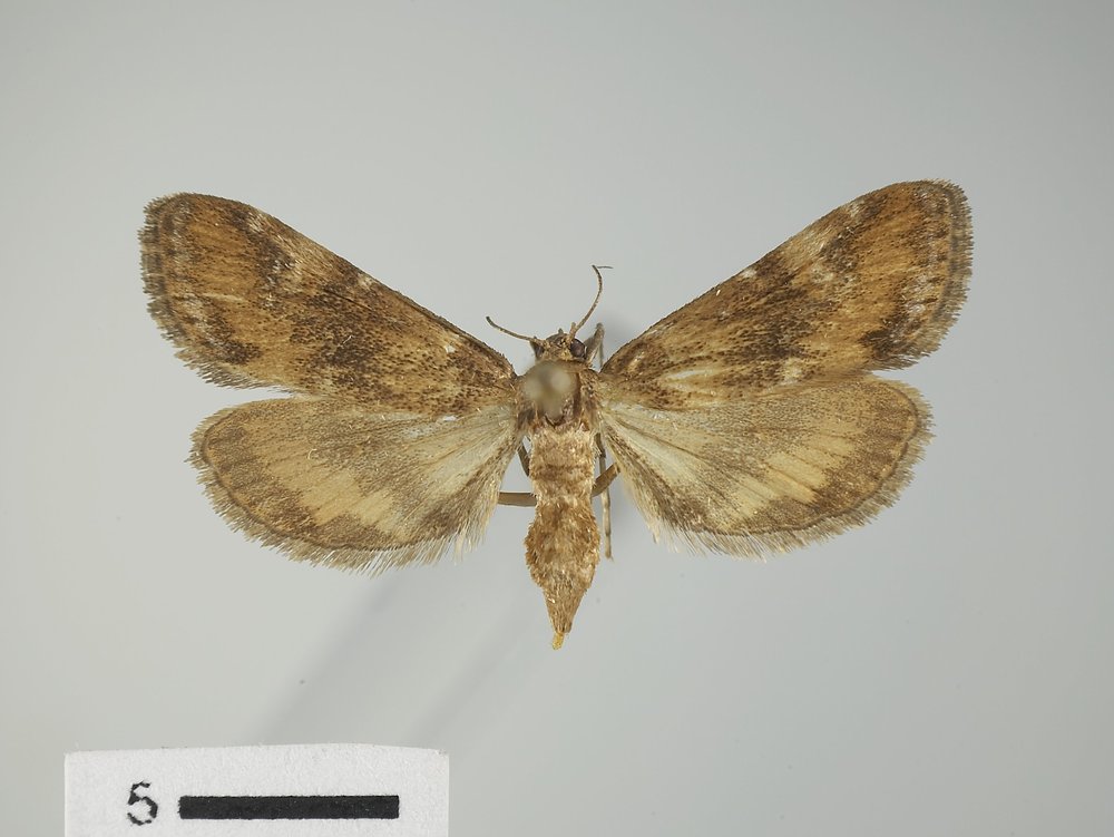 Elophila occidentalis