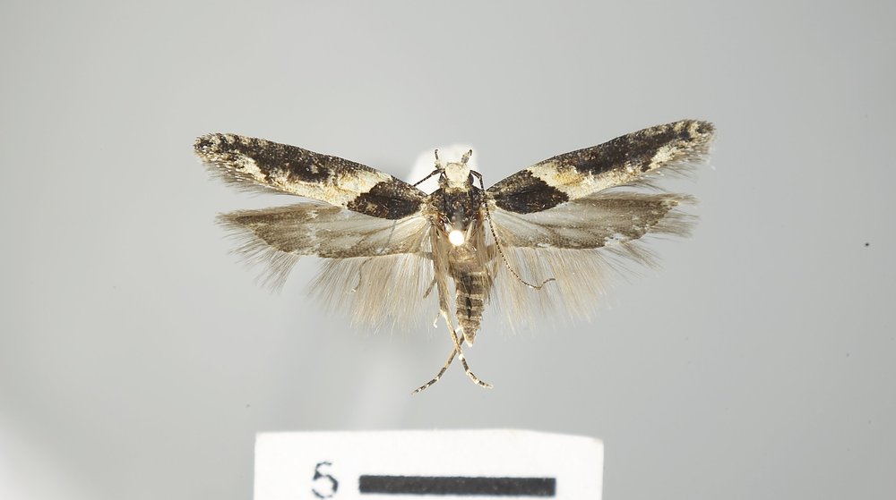 Telphusa sedulitella Telphusa sedulitella