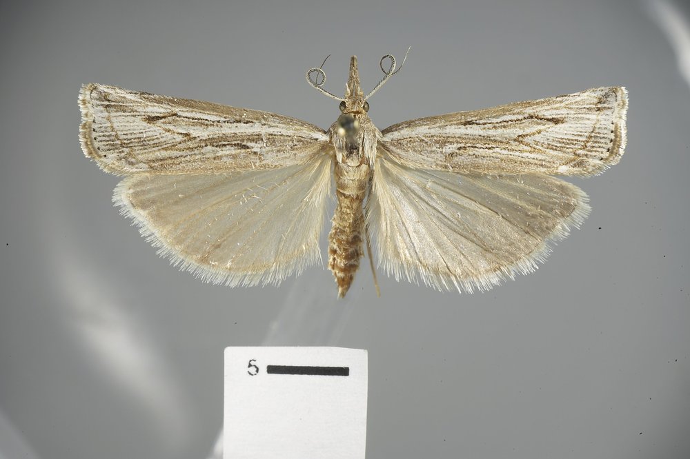 Thaumatopsis repanda Thaumatopsis repanda
