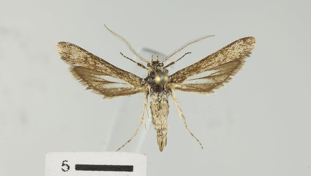 Zenodoxus canescens