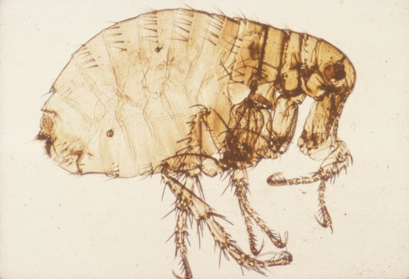 Pulex irritans Pulex irritans