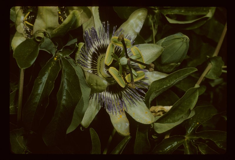 Passiflora edula