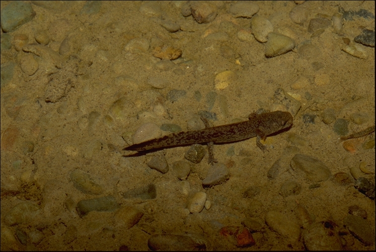 Dicamptodon ensatus Dicamptodon ensatus