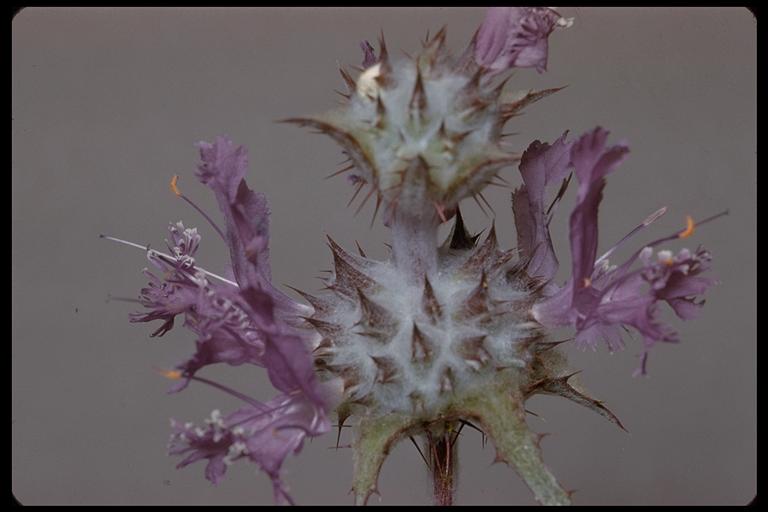 Salvia carduacea