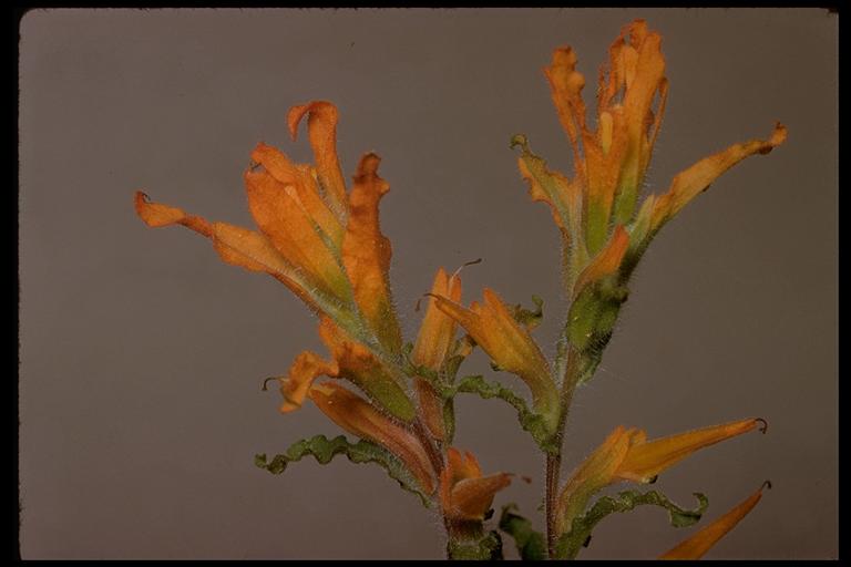 Castilleja applegatei ssp. disticha