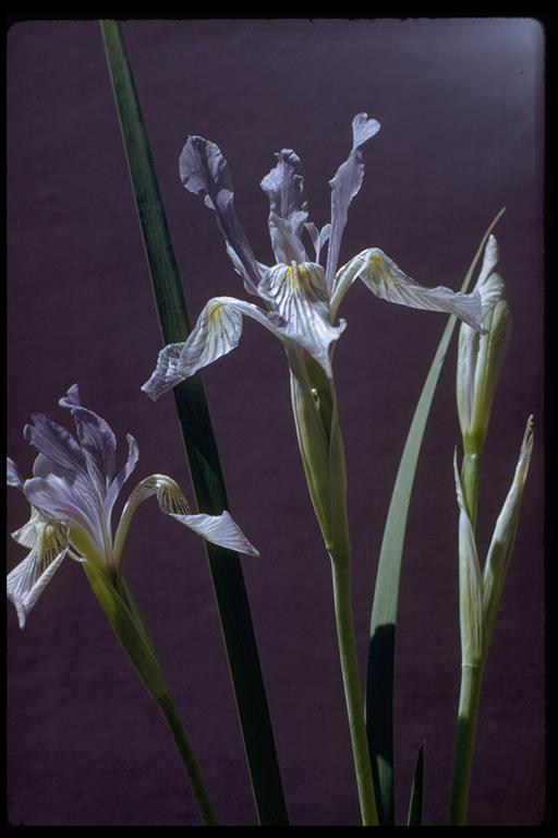 Iris missouriensis