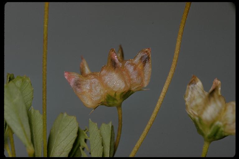 Trifolium depauperatum var. stenophyllum