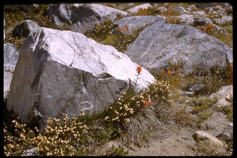 Cassiope mertensiana