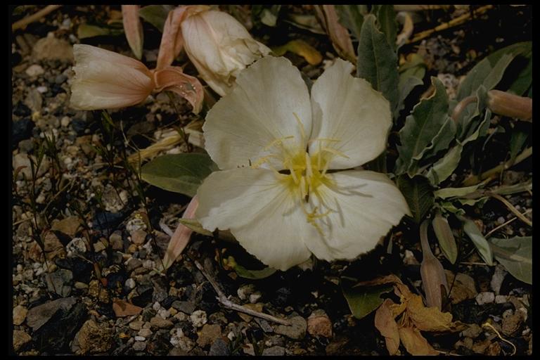 Oenothera californica
