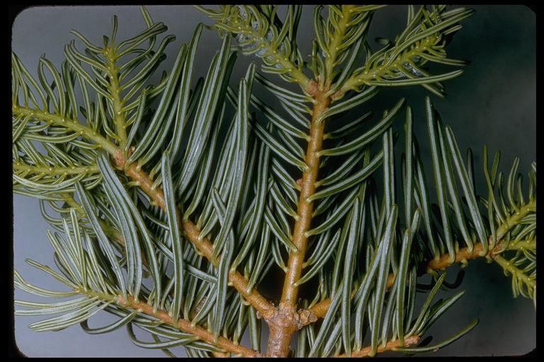 Abies concolor ssp. lowiana