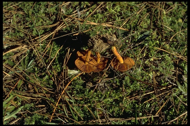 Cortinarius cinnamomeus