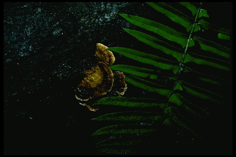Fomitopsis cajanderi
