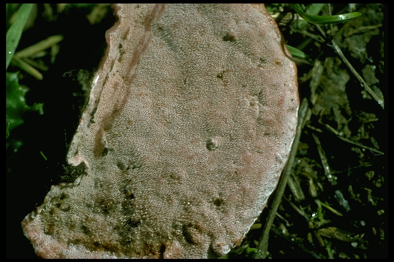 Fomitopsis cajanderi