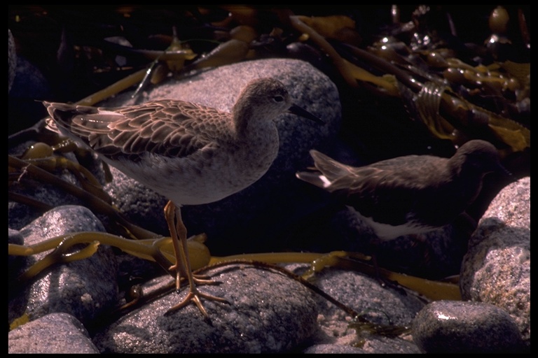 Calidris pugnax