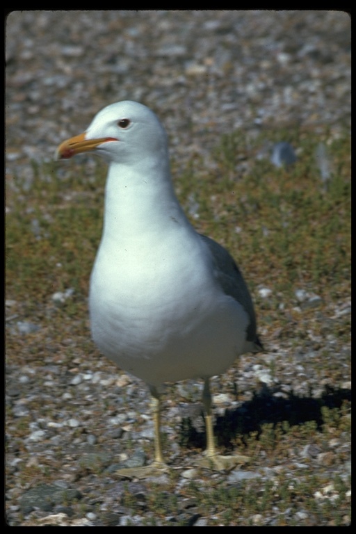 Larus californicus Larus californicus