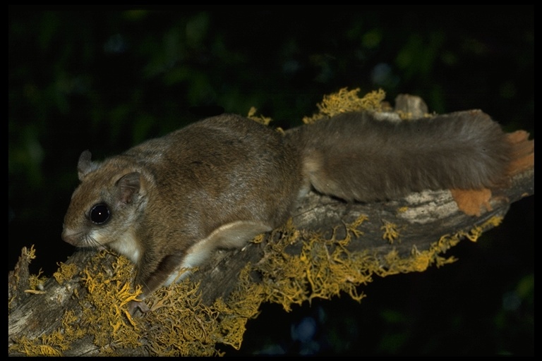 Glaucomys sabrinus image