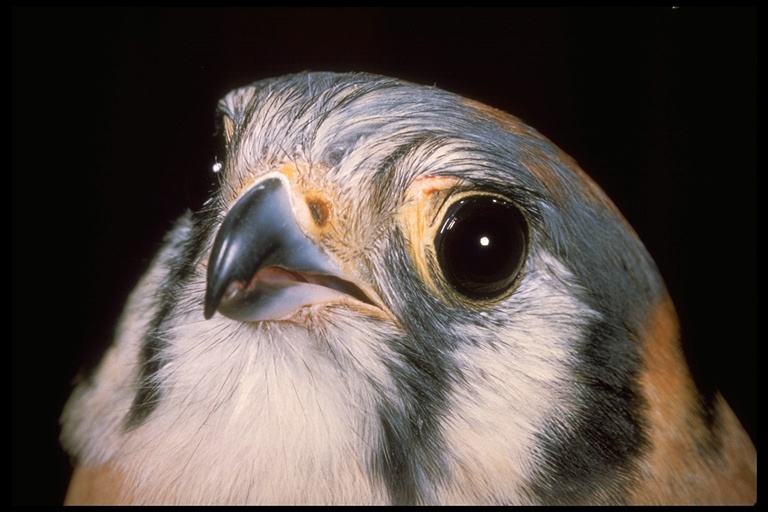 Falco sparverius Falco sparverius