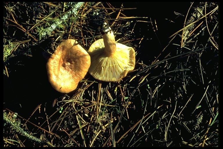 Lactarius chrysorheus