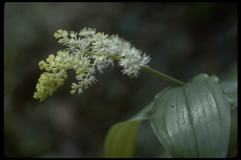 Maianthemum racemosum ssp. amplexicaule