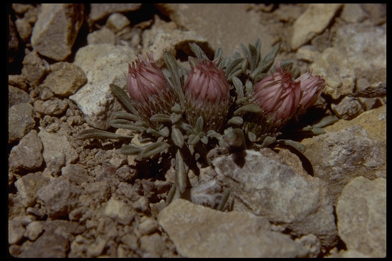 Townsendia leptotes image