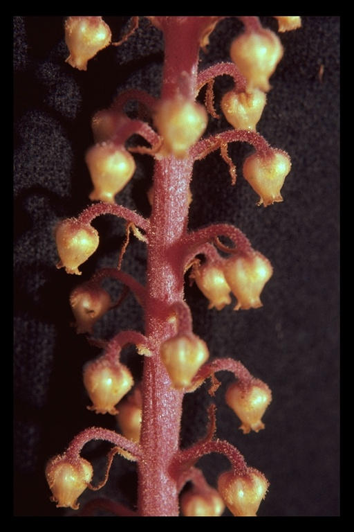 Pterospora andromedea