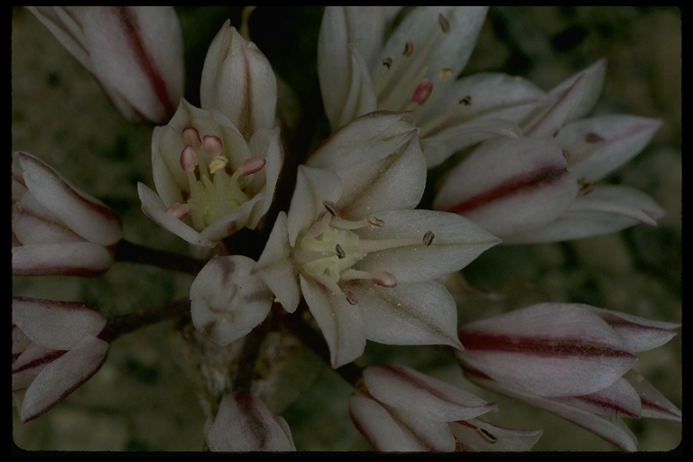 Allium atrorubens var. cristatum