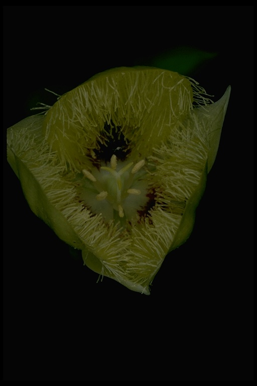 Calochortus albus x Calochortus monophyllus hybrid