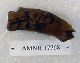 Prohylobates simonsi Prohylobates simonsi