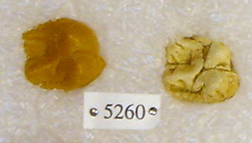 Sivapithecus indicus
