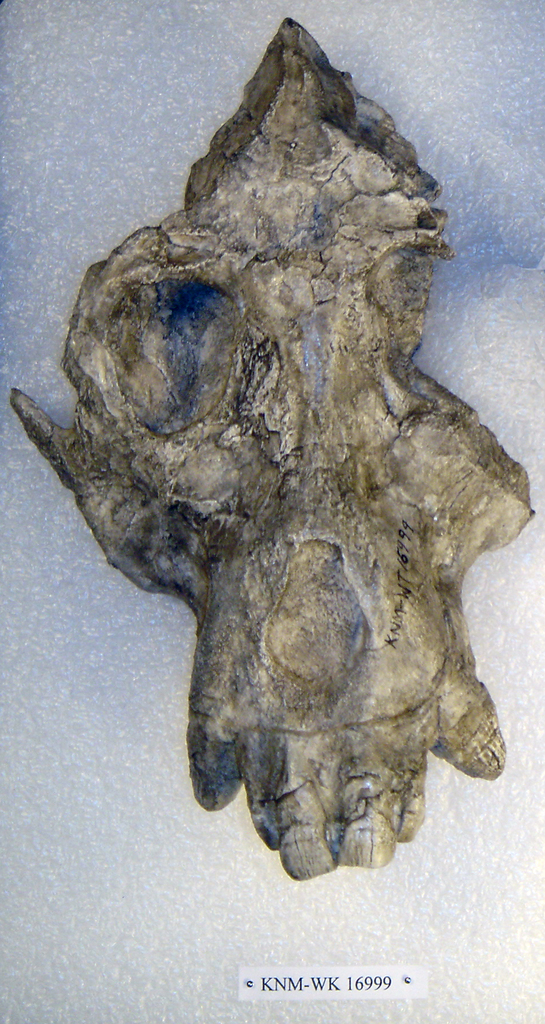 Afropithecus turkanensis