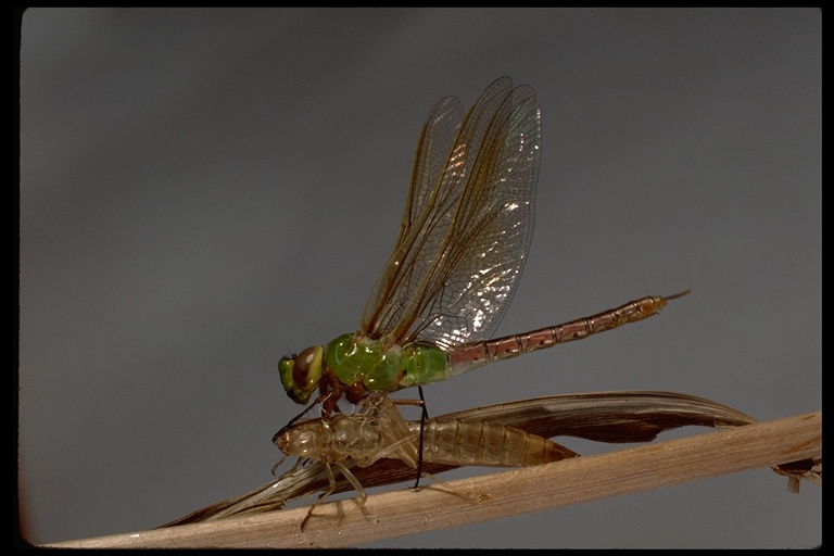 Anax junius Anax junius