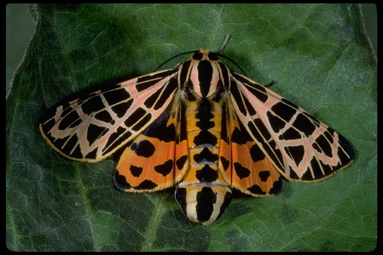 Apantesis ornata Apantesis ornata