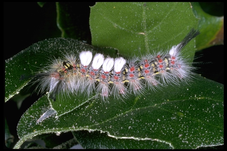 Orgyia vetusta Orgyia vetusta
